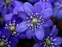 Blue Flowers