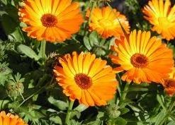 Orange Flowers