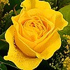 Yellow Roses