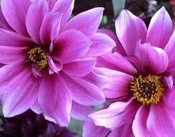 Purple Flowers