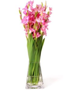 Pink Gladiolli