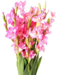 Pink Gladiolli