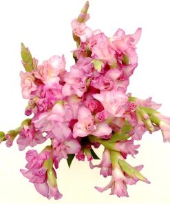Pink Gladiolli