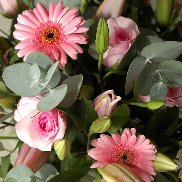 Pink Roses And Star Gazer Handtied