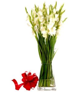 White Gladiolli