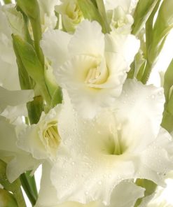White Gladiolli