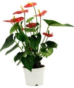 Anthurium