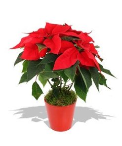 Poinsettia "christmas star"