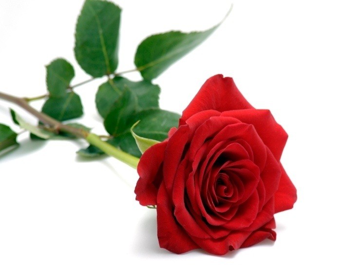 Single Luxury Red Rose