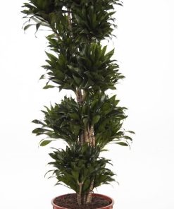 Dracaena compacta