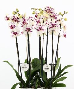 Phaleonopsis anthura