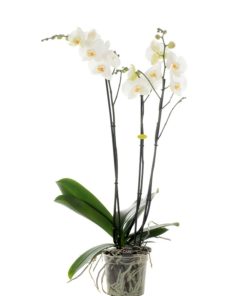 Phaleonopsis white 3 tak