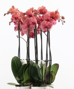 Phaleonopsis narbonne