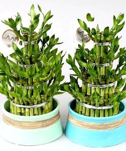 Lucky bamboo pyramid 4 steps