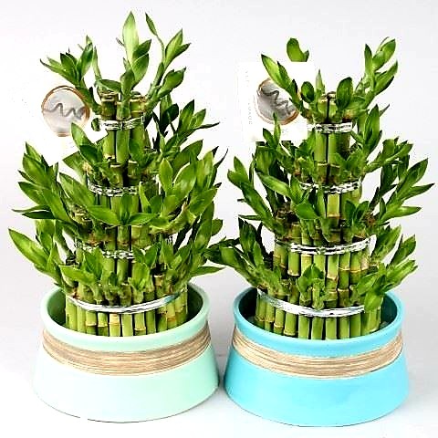 Lucky bamboo pyramid 4 steps