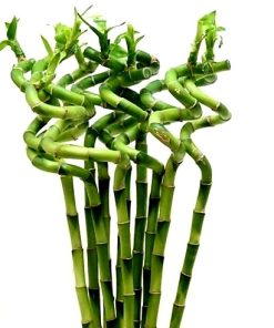 Spiral lucky bamboo 80cm