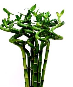 Spiral lucky bamboo 100cm