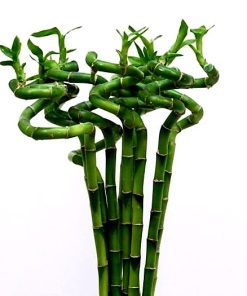 Spiral lucky bamboo 120cm