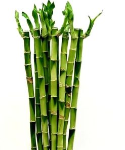 Lucky bamboo straight 80cm