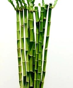 Lucky bamboo straight 100cm