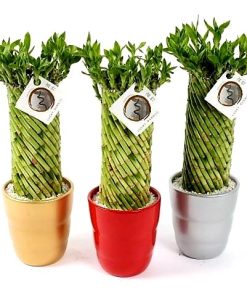 Lucky bamboo twist 40cm