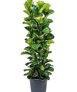 Ficus lyrata touffe