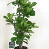 Ficus lyrata branched