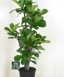 Ficus lyrata branched
