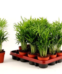 Chamaedora elegans mini