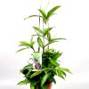 Dracaena surculosa
