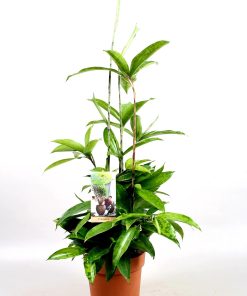 Dracaena surculosa