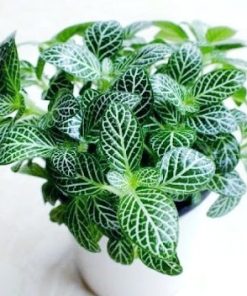 Fittonia