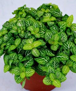 Fittonia lemon