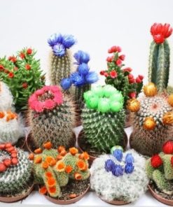 Cactus paper flower
