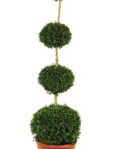 Buxus semp. sphere 4
