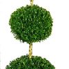 Buxus semp. sphere 3