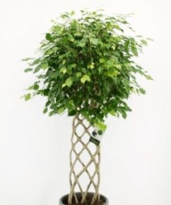 Ficus Benjamina