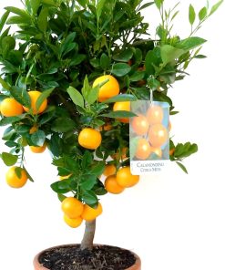 Calamondino citrus