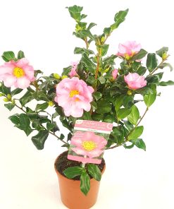 Camellia cleopatra