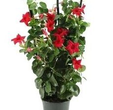 Mandevilla red