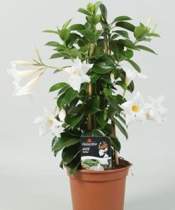 Mandevilla med. white