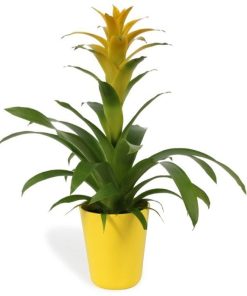 Guzmania hilda