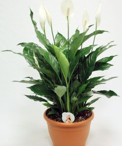 Spathiphylum bellini