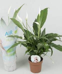 Spathiphylum pearl cupido