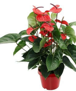 Anthurium bugatti veyron