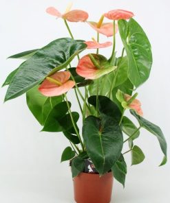 Anthurium devote