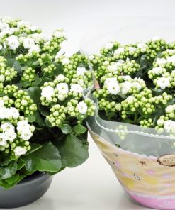 Kalanchoe white