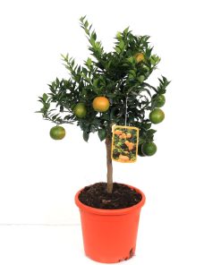 Citrus aurantifolia chinotto