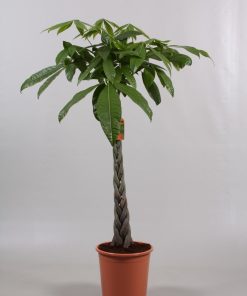 Pachira aquatica 170cm