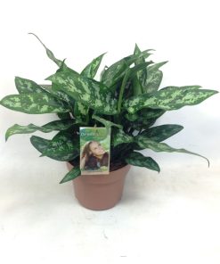 Aglaonema vittatum